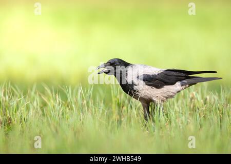 Fliegender Vogel - Kapuzenkrähe Corvus cornix in erstaunlich warmem Hintergrund Polen Europa Stockfoto