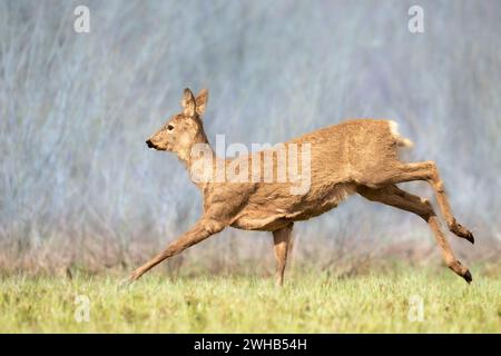 Männliche Rehe Capreolus capreolus Majestic Reh, Capreolus capreolus, Bock mit großen Geweihen, die sich im Sommer auf grüner Wiese nähern. Männliches Säugetier Stockfoto