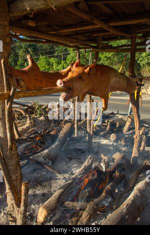 Ganze Schweine draußen auf Holzspießen über einem offenen Holzfeuer an einem Straßenrand in Haina, Dominikanische Republik. Stockfoto