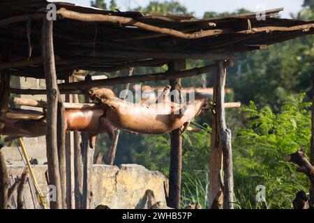 Ganze Schweine draußen auf Holzspießen über einem offenen Holzfeuer an einem Straßenrand in Haina, Dominikanische Republik. Stockfoto