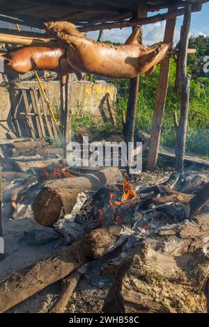 Ganze Schweine draußen auf Holzspießen über einem offenen Holzfeuer an einem Straßenrand in Haina, Dominikanische Republik. Stockfoto
