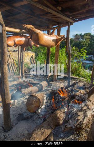 Ganze Schweine draußen auf Holzspießen über einem offenen Holzfeuer an einem Straßenrand in Haina, Dominikanische Republik. Stockfoto