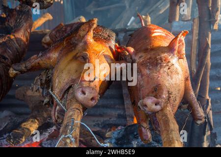 Ganze Schweine draußen auf Holzspießen über einem offenen Holzfeuer an einem Straßenrand in Haina, Dominikanische Republik. Stockfoto