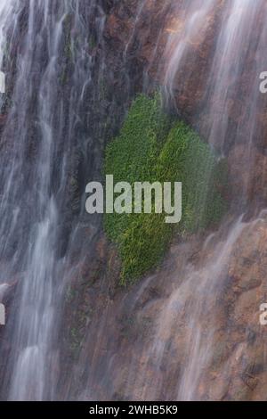 Pflanzen hinter dem Wasserfall Salto de Aguas Blancas in den Bergen des Valle Nuevo Nationalparks in der Dominikanischen Republik. Stockfoto