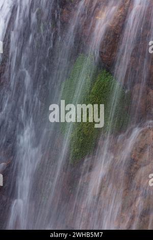 Pflanzen hinter dem Wasserfall Salto de Aguas Blancas in den Bergen des Valle Nuevo Nationalparks in der Dominikanischen Republik. Stockfoto