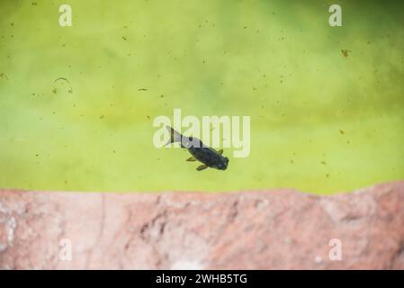 Goldfische schwimmen frei im Wasser des zentralen Brunnens in Cuzco Inca Stadt in Peru Stockfoto