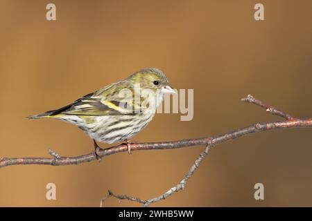 Vogel Siskin Carduelis spinus männlich, kleiner gelber Vogel, Frühlingszeit in Polen Europa Stockfoto