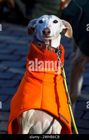 Köln Galgo März am 27.01.2024, Köln, Deutschland. Der "Welt-Galgo-Tag" lenkt die Aufmerksamkeit auf die manchmal miserablen Bedingungen, unter denen Spanisch grau ist Stockfoto