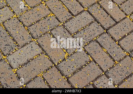 Gemusterte Pflastersteine, Zementboden und gelbe Blumen Stockfoto