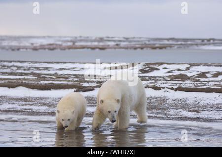 Eisbär, Ursus maritimus, Sau und Jungtier, die neugierig auf das neue Packeis sind, sehen die Fotografin, während die Mutter an der Küste im arktischen Alaska sitzt Stockfoto