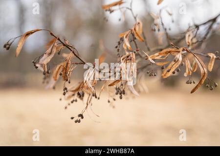 Brauner Hintergrund mit Lindenfrüchten. Linden (Tilia cordata) reife Früchte im Wind. Stockfoto