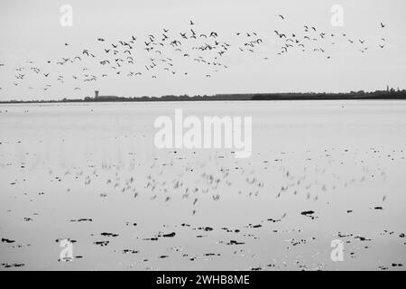 Herde von fliegenden Vögeln, die sich im Salzsee von Larnaca (Zypern) spiegeln. Stockfoto