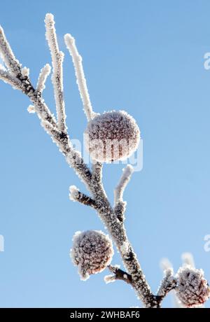 Die gefrorenen Äpfel hängen am Baum vor dem blauen Sonnenhimmel Stockfoto