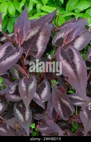 Persicaria microcephala Roter Drache, Knotengras Roter Drache, lanzenförmig, violett-grün, zentrale violette Zone, eingefasster silberner Chevron Stockfoto