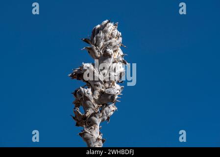 Nahaufnahme von Verbascum phlomoides in der peruanischen Wüste Stockfoto