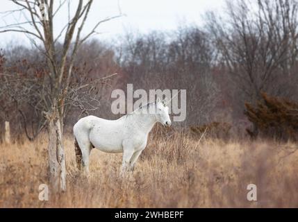 Das mythische Einhorn auf einem grasbewachsenen Winterfeld in Kanada Stockfoto