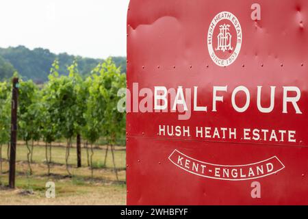 Üppig grüner Weinberg, Früchte wachsen auf den Reben in der Nähe von Veraison. Hush Heath Vineyard, Balfour Winery, Five Oak Lane, Staplehurst, Tonbridge, Kent, Stockfoto