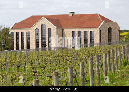 Exton Park, preisgekrönter englischer Schaumweinproduzent im Osten von Winchester, im South Downs National Park in Hampshire. 60 Hektar Weinberg. Stockfoto