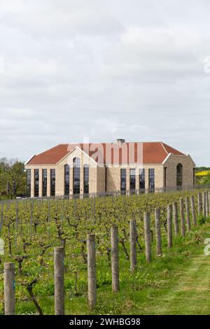 Exton Park, preisgekrönter englischer Schaumweinproduzent im Osten von Winchester, im South Downs National Park in Hampshire. 60 Hektar Weinberg. Stockfoto