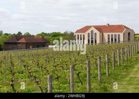 Exton Park, preisgekrönter englischer Schaumweinproduzent im Osten von Winchester, im South Downs National Park in Hampshire. 60 Hektar Weinberg. Stockfoto