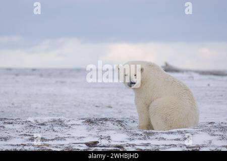 Eisbär, Ursus maritimus, Eberhals dicker, dann geht es auf eine Barriereinsel an der arktischen Küste und wartet auf das Einfrieren des Ozeans ANWR Alaska Stockfoto