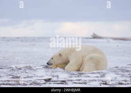 Eisbär, Ursus maritimus, Eberhals dicker, dann geht es auf eine Barriereinsel an der arktischen Küste und wartet auf das Einfrieren des Ozeans ANWR Alaska Stockfoto