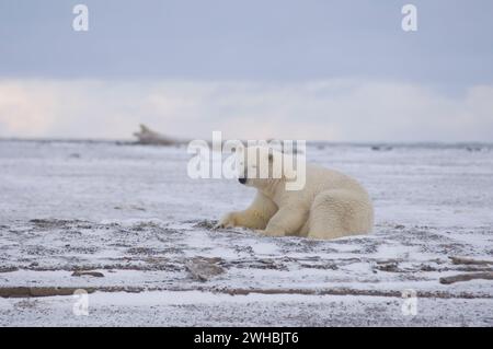 Eisbär, Ursus maritimus, Eberhals dicker, dann geht es auf eine Barriereinsel an der arktischen Küste und wartet auf das Einfrieren des Ozeans ANWR Alaska Stockfoto