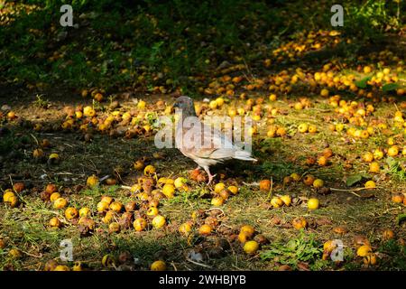 Eine Taube läuft auf dem Boden zwischen gefallenen und verfaulten gelben Äpfeln Stockfoto