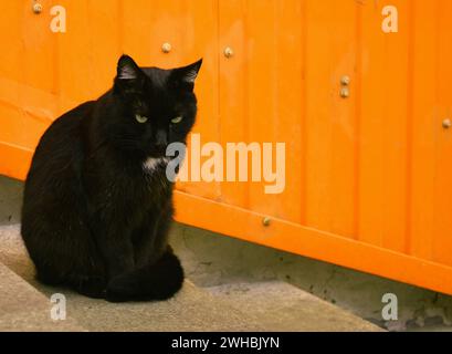 Eine ernste schwarze Katze sitzt auf der Treppe vor einer orangen Wand Stockfoto