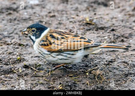 Ein Reed-Flatting Stockfoto