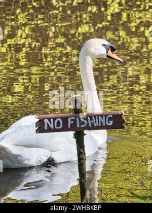 Ein Schwan, der anmutig schwimmt Stockfoto