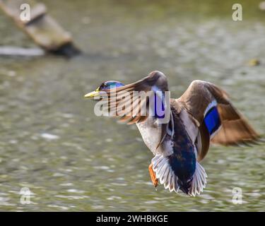 Eine männliche Stockente, die auf dem Wasser landet Stockfoto