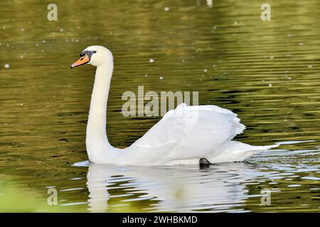 Ein Schwan, der anmutig schwimmt Stockfoto