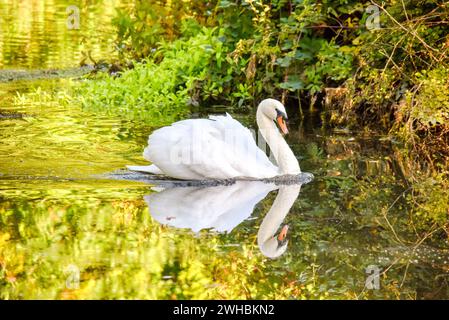 Ein Schwan, der anmutig schwimmt Stockfoto