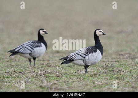 Nonnengänse / Weißwangengänse Branta leucopsis , arktische Wildgänse, Wildvögel Paar, Pärchen, überwintert am Niederrhein, Nordrhein-Westfalen, Tierwelt, Deutschland, Europa. *** Nonnengänse Branta leucopsis , Paar, Paar, Überwinterung am Niederrhein, Nordrhein-Westfalen, Wildtiere, Deutschland, Europa. Nordrhein-Westfalen Deutschland, Westeuropa Stockfoto