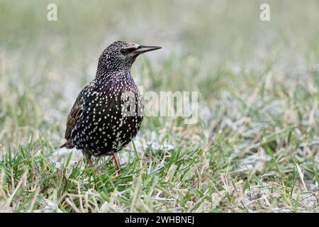 Star Sturnus vulgaris im Winter, sitzend / stehend auf einer Wiese, in frostigem Gras, Schneereste, bekannter, häufiger Singvogel, als Zugvogel bekannt, überwintert zunehmend aber auch bei uns als Standvogel, Tierwelt, Europa. *** Gemeiner Starling / Star Sturnus vulgaris im Winter, sitzend / stehend auf einer Wiese, frostiges Gras, aufmerksam beobachten, Wildtiere, Europa. Nordrhein-Westfalen Deutschland, Westeuropa Stockfoto