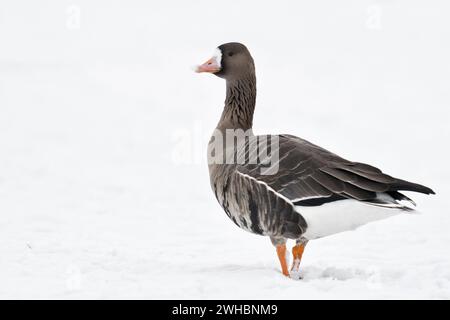 Greater White-fronted Goose (Anser albifrons), arktischer Wintergast, auf schneebedecktem Ackerland, zu Fuß weg, blickt zurück, Tierwelt, Europa. Stockfoto