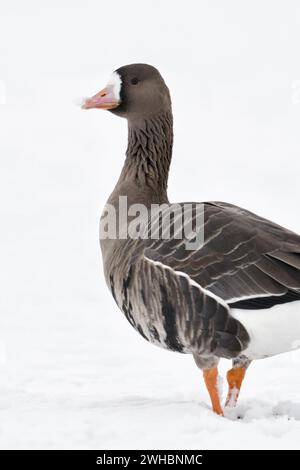 Greater White-fronted Goose (Anser albifrons), arktischer Wintergast, auf schneebedecktem Ackerland, zu Fuß weg, blickt zurück, Tierwelt, Europa. Stockfoto