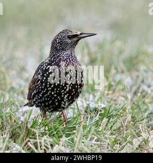 Common Starling/Star (Sturnus vulgaris) im Winter, das Sitzen/Stehen auf einer Wiese, Gras, um aufmerksam zu beobachten, Wildlife, Europa. Stockfoto