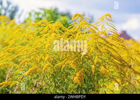 Ambrosia blüht im Park. Selektiver Fokus. Stockfoto