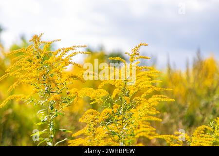 Ambrosia blüht im Park. Selektiver Fokus. Stockfoto