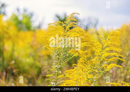 Ambrosia blüht im Park. Selektiver Fokus. Stockfoto