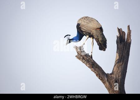 Pfau landet auf einem alten toten Baum Stockfoto