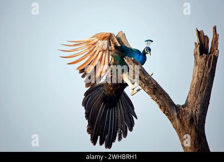 Pfau landet auf einem alten toten Baum Stockfoto