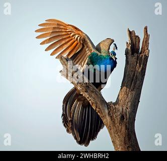 Pfau landet auf einem alten toten Baum Stockfoto