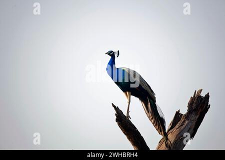 Pfau landet auf einem alten toten Baum Stockfoto