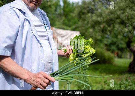 Ein alter Mann in einem hellblauen Hemd im Garten mit frisch geerntetem Salat, Dill und Zwiebeln Stockfoto