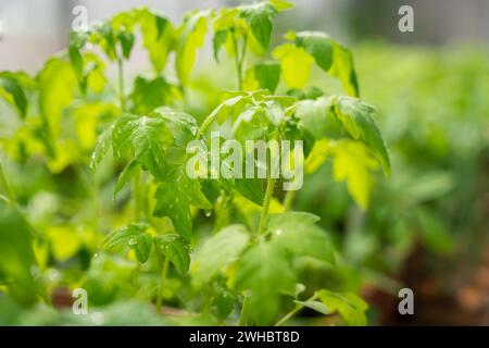 Tomatensämlinge - die zum Auspflanzen angebaut werden. Selektiver Fokus. Grüner Hintergrund. Stockfoto