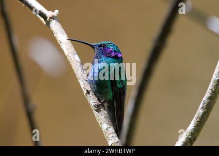 Grüner Violeteer Kolibris auf dem Ast, Monteverde, Costa Rica Stockfoto