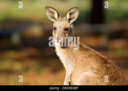 Kangaroo Nahaufnahme Stockfoto